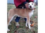 Adopt Marly a Tan/Yellow/Fawn - with White Labrador Retriever / Australian