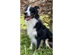 Adopt Indie a Tricolor (Tan/Brown & Black & White) Australian Shepherd / Mixed