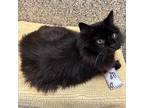 Adopt Gnome a All Black Domestic Mediumhair / Mixed cat in Merriam