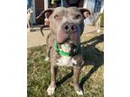 Adopt Brick a Black Mixed Breed (Small) / Mixed Breed (Medium) / Mixed (short
