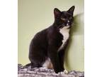 Adopt Sam a Black & White or Tuxedo Domestic Shorthair (short coat) cat in