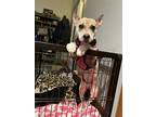 Adopt Heart a Tan/Yellow/Fawn - with White Husky / Shepherd (Unknown Type) /