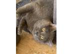 Adopt Ashton a Gray or Blue Russian Blue (short coat) cat in Greeneville