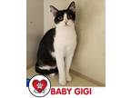 Adopt Baby Gigi a Gray, Blue or Silver Tabby Domestic Shorthair (short coat) cat