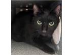 Adopt Yami a All Black Domestic Shorthair (short coat) cat in SALISBURY