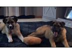 Adopt Odie a Tan/Yellow/Fawn - with White Anatolian Shepherd / Mixed dog in