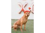 Adopt Terry a Red/Golden/Orange/Chestnut Beagle / Mixed Breed (Medium) / Mixed