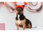 Adopt Jerry a Black - with Tan, Yellow or Fawn Basset Hound / Mixed Breed