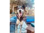Adopt Yorda a Black Labrador Retriever / Shepherd (Unknown Type) dog in Gig