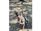 Adopt Olive Karma Sweet Happy Girl a Black Australian Kelpie dog in Portland
