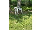 Adopt Maisy a White - with Black Pit Bull Terrier / Mixed dog in Osgood
