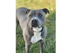 Adopt Blue a American Staffordshire Terrier / Mixed dog in Hartford City