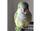Adopt CuPee a Parakeet - Other bird in St. Louis, MO (39405645)