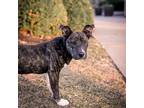 Adopt Obi a Black Border Terrier / Mixed dog in Merriam, KS (40847770)