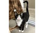 Adopt Ali a All Black Domestic Shorthair / Mixed Breed (Medium) / Mixed (short