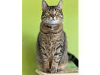 Adopt Goldie a All Black Domestic Shorthair / Mixed Breed (Medium) / Mixed