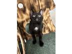 Adopt Jafar a All Black Domestic Shorthair / Mixed Breed (Medium) / Mixed (short