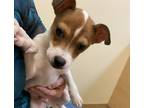 Adopt Robbie a White - with Tan, Yellow or Fawn Jack Russell Terrier / Terrier
