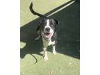 Adopt 55101529 a Black Australian Shepherd / Mixed dog in El Paso, TX (40688189)