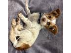 Adopt Freckles a White - with Red, Golden, Orange or Chestnut Dachshund /