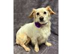 Adopt Coco a Tan/Yellow/Fawn - with White Dachshund / Mixed dog in Lodi