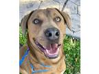 Adopt Leon *VIP* a Brown/Chocolate Rhodesian Ridgeback / Golden Retriever /
