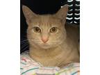 Adopt Mrs. Butterworth a Orange or Red Tabby Domestic Shorthair (short coat) cat