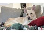 Adopt Such a Good Boy!!! a Tan/Yellow/Fawn German Shepherd Dog / Carolina Dog /
