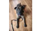 Adopt Stella a Brindle American Staffordshire Terrier / Boxer / Mixed dog in