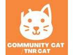 Adopt 55417659 a White Siamese / Mixed cat in El Paso, TX (40873567)