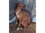 Adopt Seashell a Red/Golden/Orange/Chestnut - with Black Catahoula Leopard Dog /