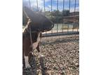 Adopt Kenai a Red/Golden/Orange/Chestnut - with White Border Collie / Mixed dog