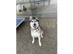 Adopt Neko a Black Alaskan Klee Kai / Mixed Breed (Medium) / Mixed (short coat)