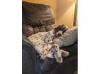 Adopt Available - Ranger a White - with Brown or Chocolate English Setter /