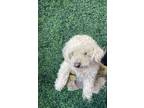 Adopt 55418457 a White Poodle (Standard) / Mixed dog in El Paso, TX (40873217)