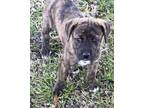 Adopt Trixie a Brindle - with White Plott Hound / Hound (Unknown Type) / Mixed