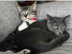 Adopt FINLEY a Gray or Blue Russian Blue (short coat) cat in Brea, CA (40872760)