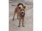 Adopt Clifford in TEXAS a Red/Golden/Orange/Chestnut Chow Chow / Mixed dog in