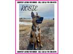 Adopt Rosie-COURTESY LISTING a Tan/Yellow/Fawn - with Black German Shepherd Dog