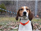 Adopt Dixie a Treeing Walker Coonhound / Mixed Breed (Medium) / Mixed dog in