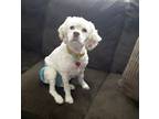Adopt Scarlet 5yr a White - with Tan, Yellow or Fawn Cocker Spaniel / Mixed dog