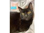 Adopt Bubba a All Black Domestic Shorthair / Mixed Breed (Medium) / Mixed (short