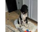 Adopt RUFUS a Black - with White Poodle (Standard) / Mixed dog in Fairfax