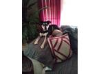 Adopt Sara a Black - with Tan, Yellow or Fawn Australian Kelpie / Australian