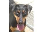 Adopt Hattie 24 a Labrador Retriever / Doberman Pinscher / Mixed dog in