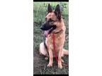 Adopt Bella a Black - with Tan, Yellow or Fawn German Shepherd Dog / Mixed dog