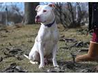 Adopt Clyde a White - with Brown or Chocolate American Pit Bull Terrier / Mixed