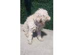 Adopt 55417587 a White Poodle (Standard) / Mixed dog in El Paso, TX (40871055)