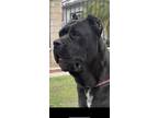 Adopt Faith a Black Cane Corso / Mixed dog in Van Nuys, CA (40871034)