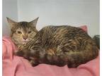 Adopt Yvonne a Brown Tabby Domestic Shorthair / Mixed (short coat) cat in